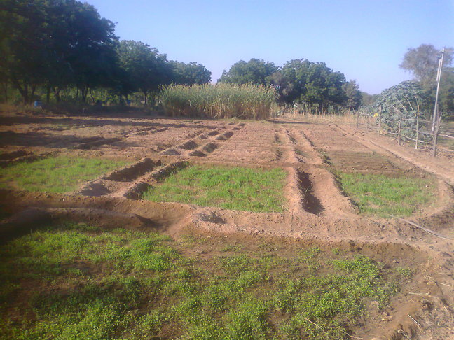 lucerne grass locally called rijka.small